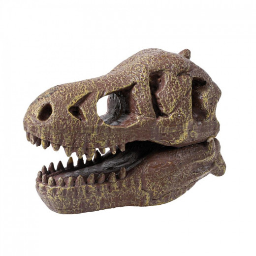 جمجمة الديناصور ، التيناصور من بوكي